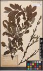 Foto von Salix cinerea L.